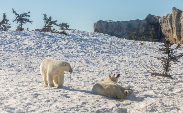 Polar bears on the Arctic ice