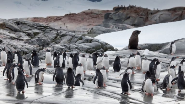 Gentoo Penguin Oceanwide