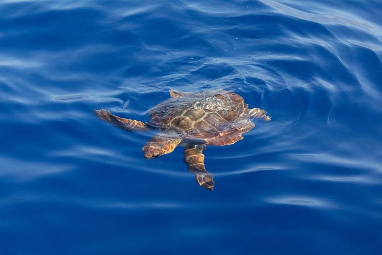 Sea_turtle_water_surface - napoli natgeo