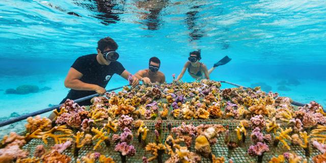 windstar-and-coral-gardeners-a-year-together