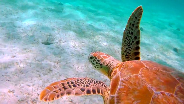 Tobago Cays turtles