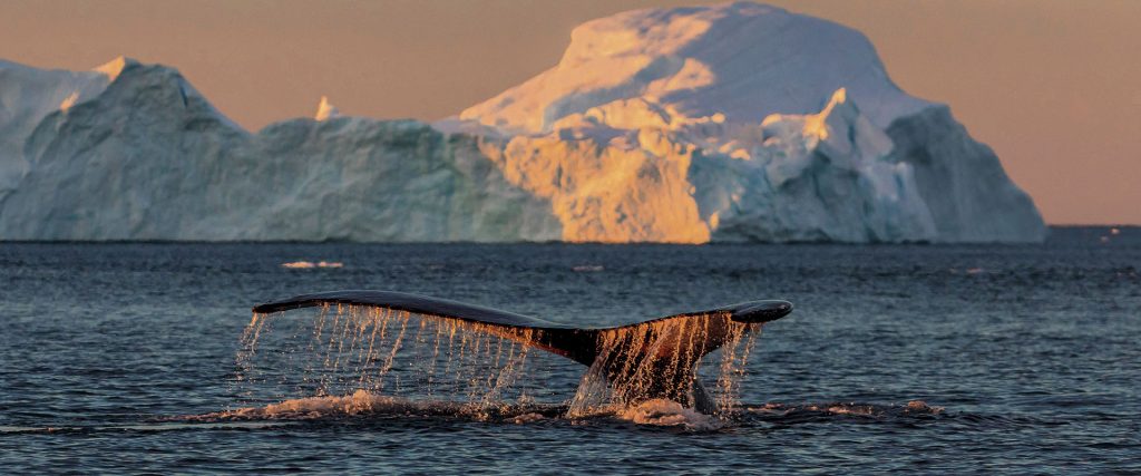 the-wild-nature-of-greenland-with-scenic