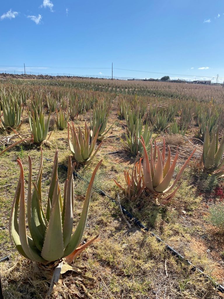 Gran Canaria Sustainable Aloe & Olive excursion