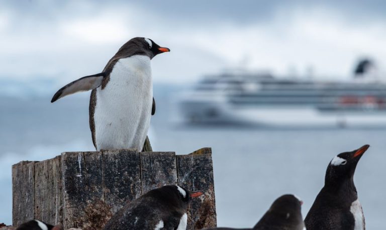 Viking Antarctica Gentoo