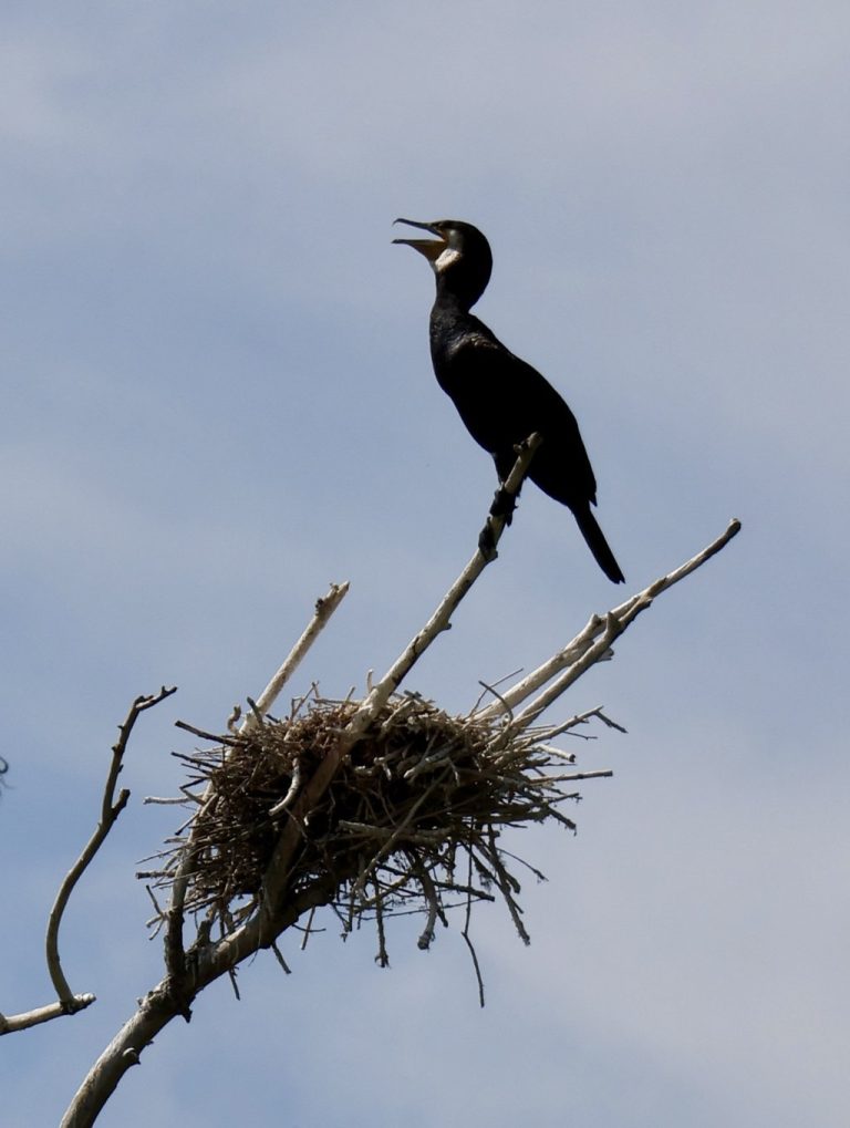 Danube delta wildlife heron