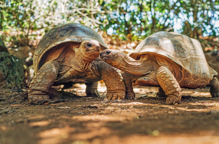 Aldabra Tortoise