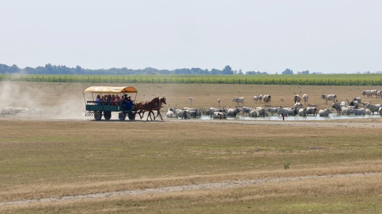 Horse carriage ride through the Puszta