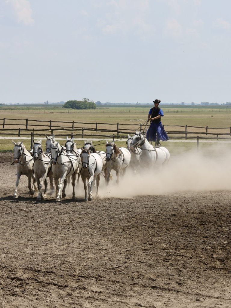 Hungarian puszta horses