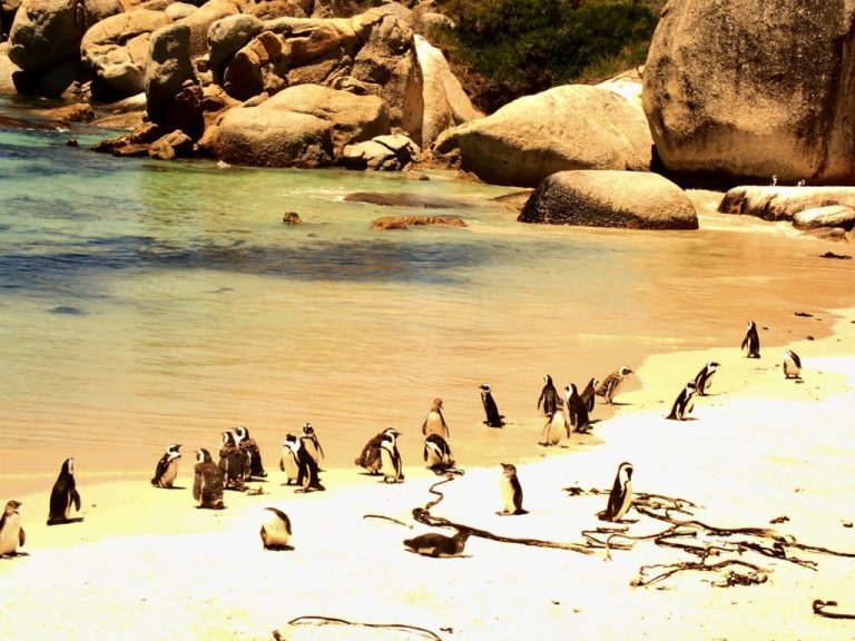 Penguins in Boulder Beach