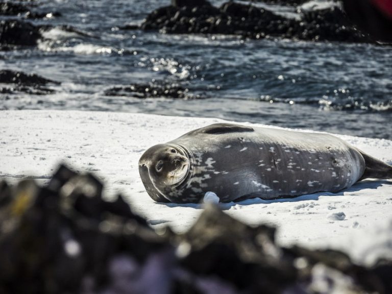 Antarctica, Weddell Seal_ copyright Dietmar Denger