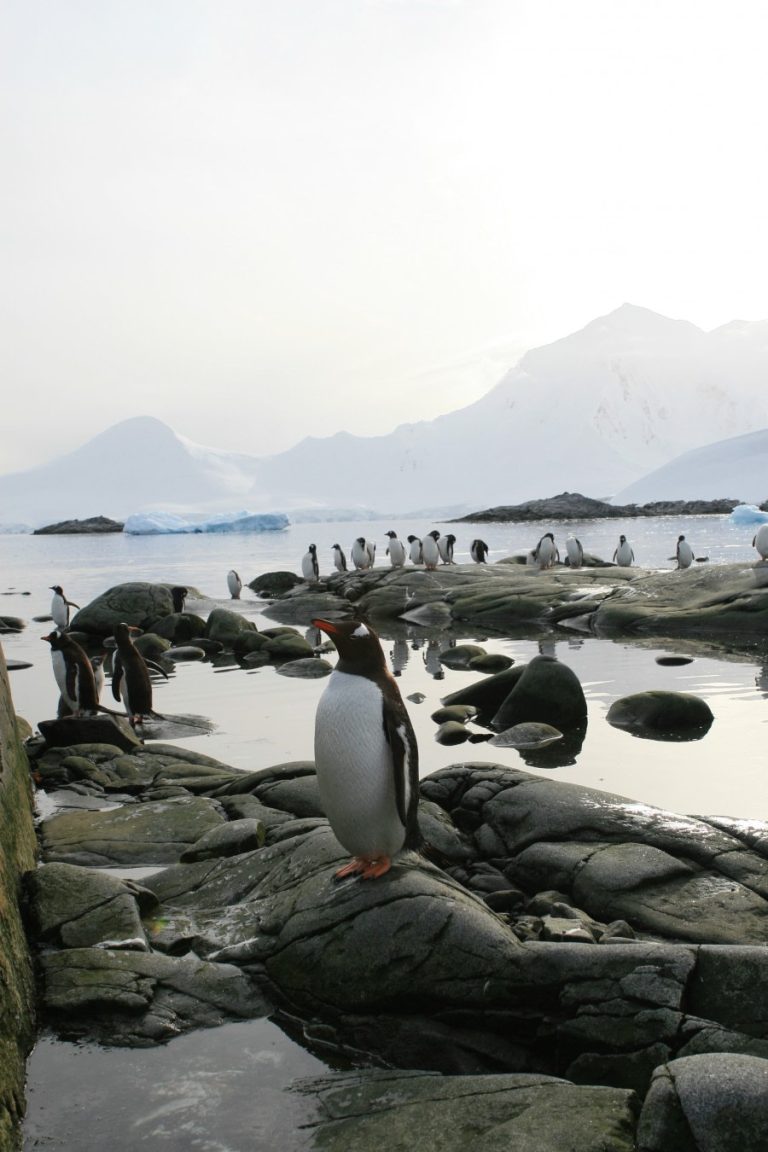 Gentoo penguins on a rocky Antarctic beach