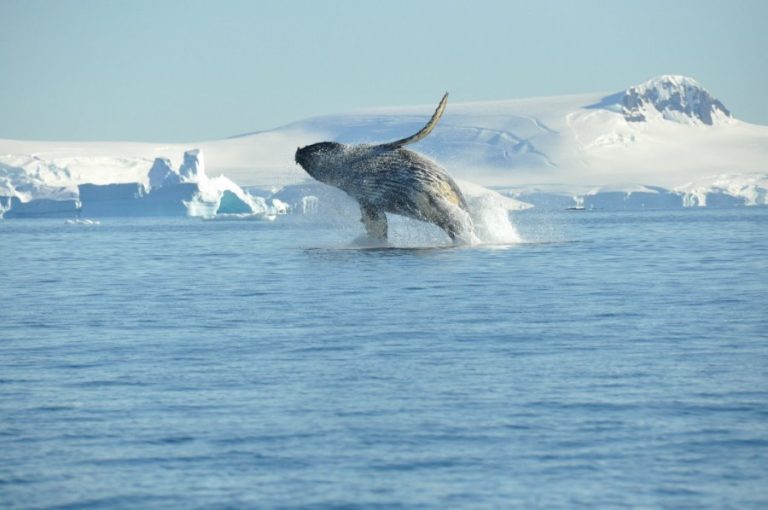 Humpback whale, breaching, Antarctica_ copyright Nicolo de Cata