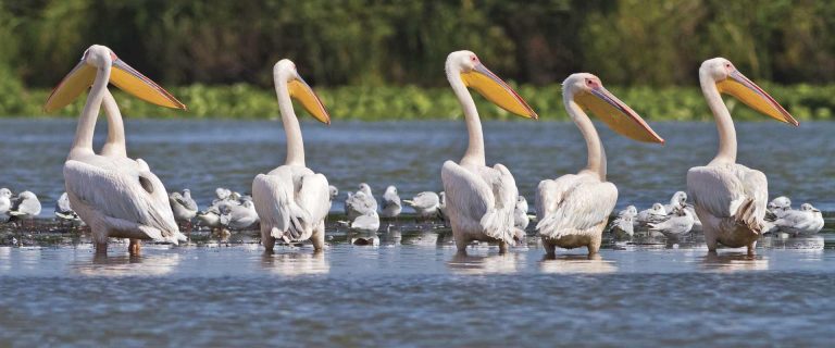 Danube Delta