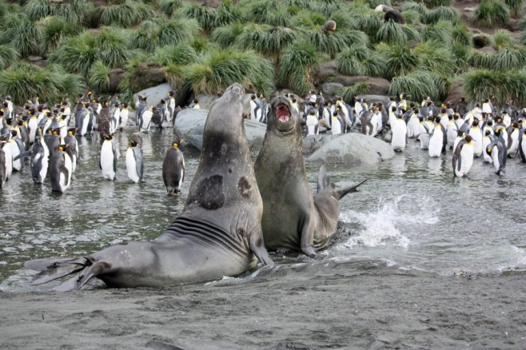 Elephant Seals, Gold Harbour, South Georgia