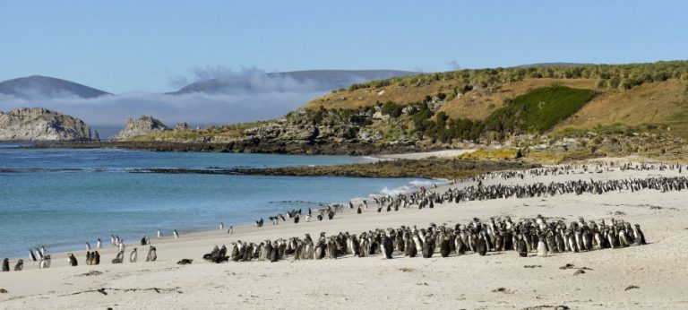 Falkland Islands_Magellanic Penguins_Copyright_Werner Thiele