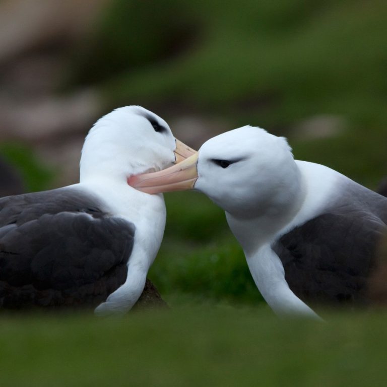 Falkland_Black-browed Albatross