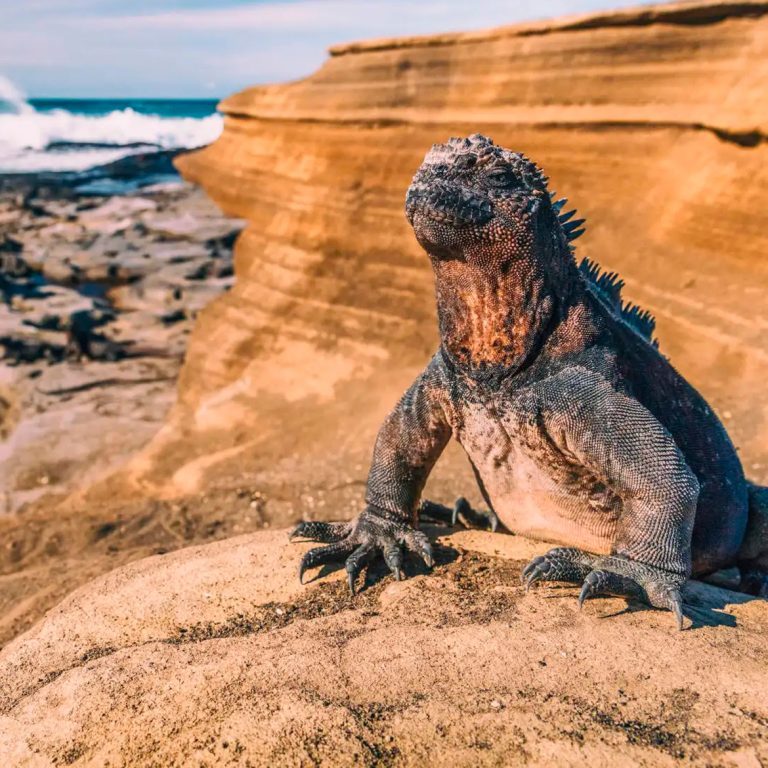 Galapagos