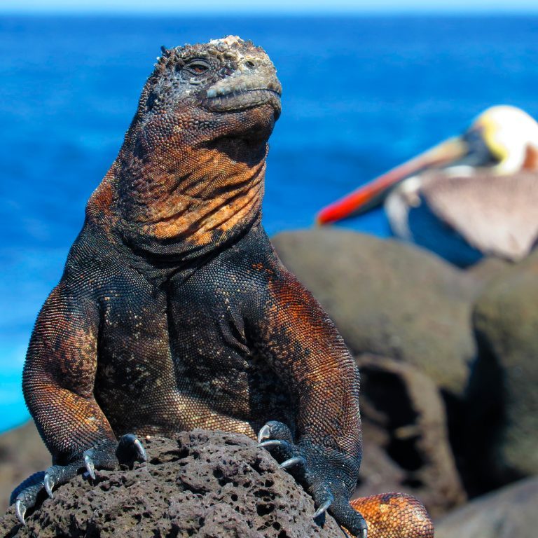 Galapagos_Iguana