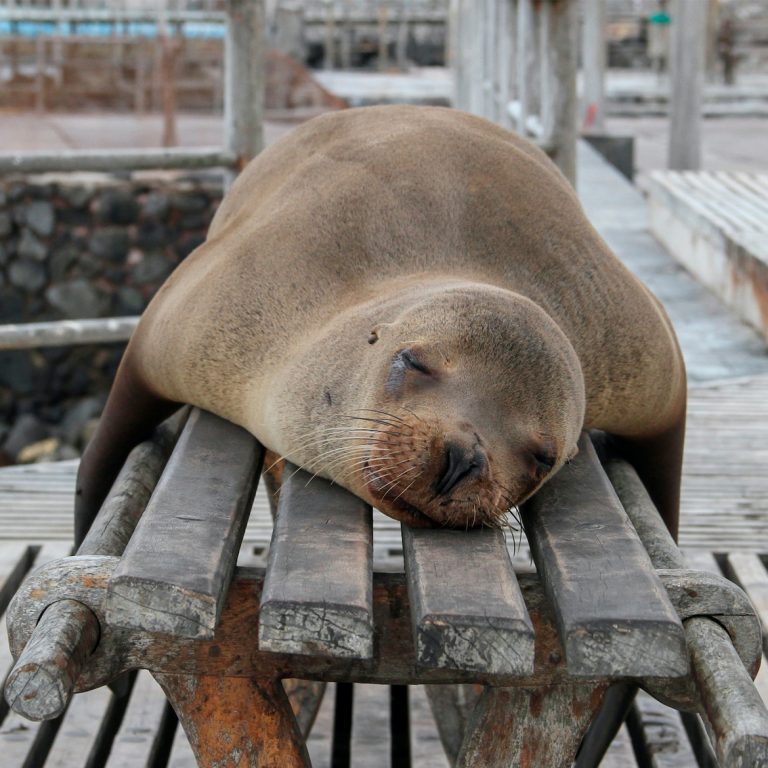 Galapagos_sea lion