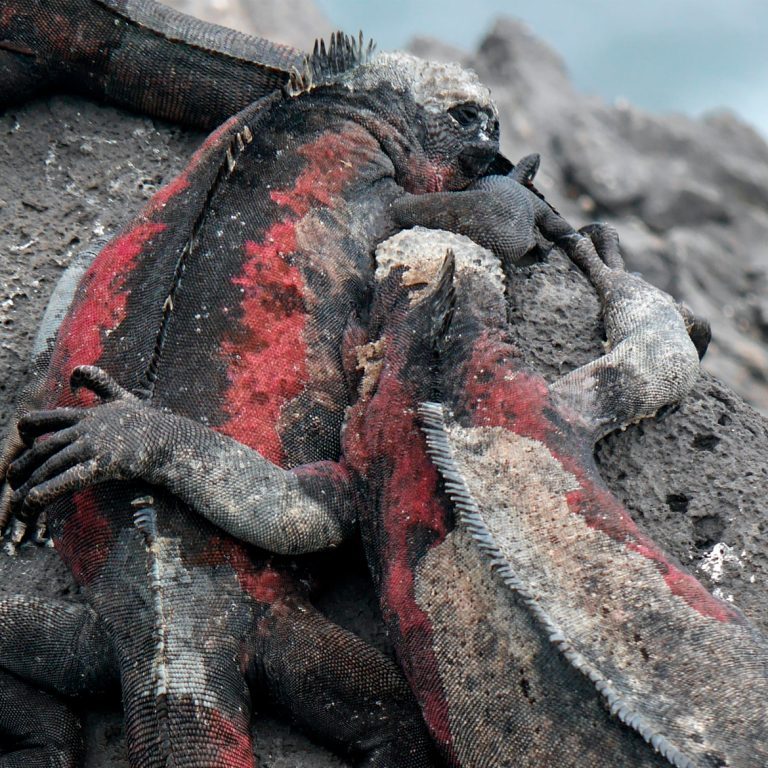 Iguana_Galapagos