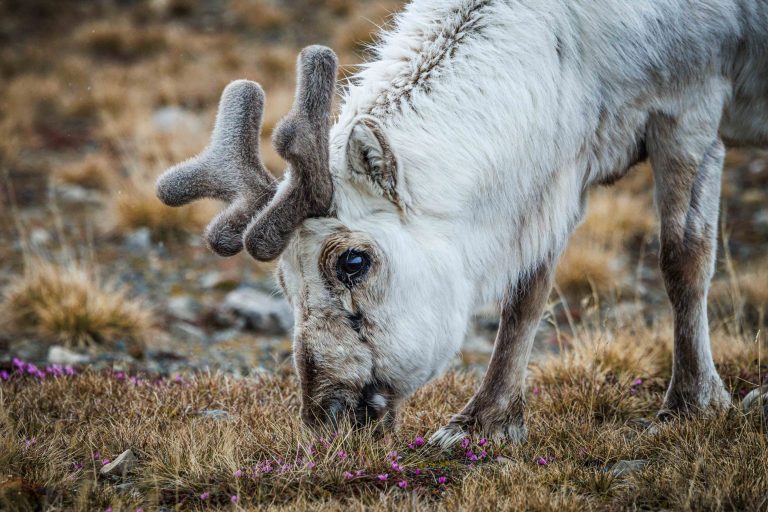 Ny Alesund_WKR70529_WernerKruse