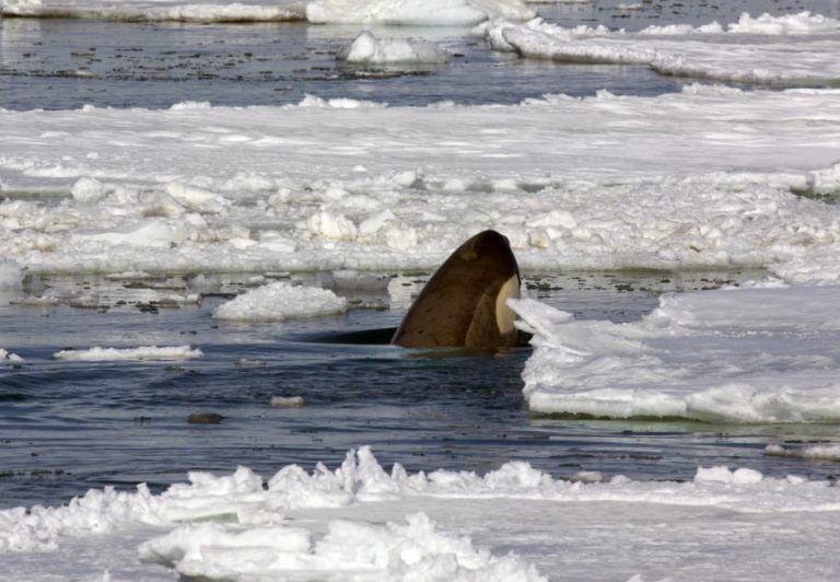 Orca_Weddel Sea