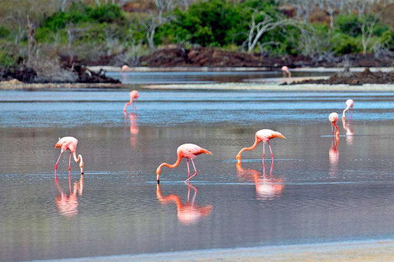 Wildlife_Galapagos