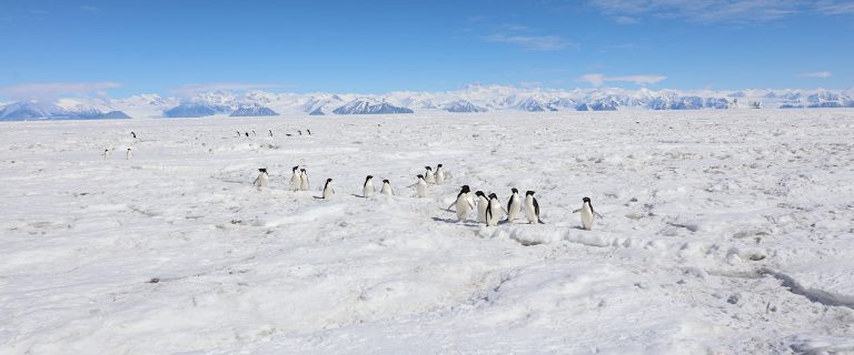 Antarctica's Ross Sea, Majestic Ice & Wildlife itinerary (1)