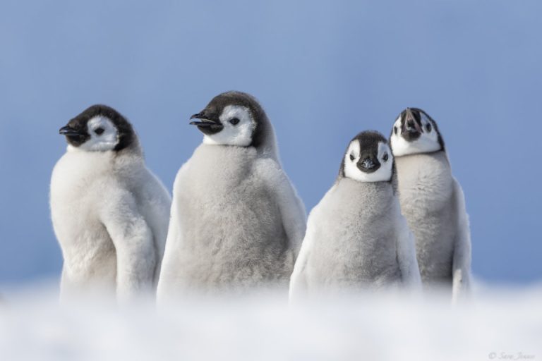 Weddell Sea Snow Hill Emperor penguins