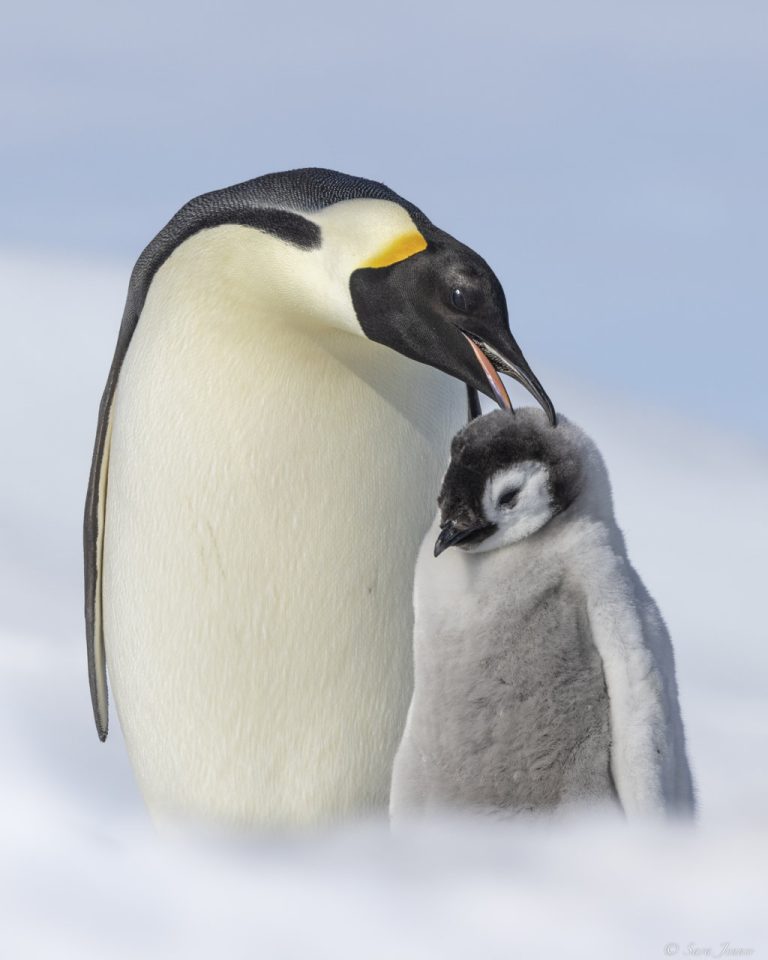 Weddell Sea Snow Hill Emperor penguins (3)