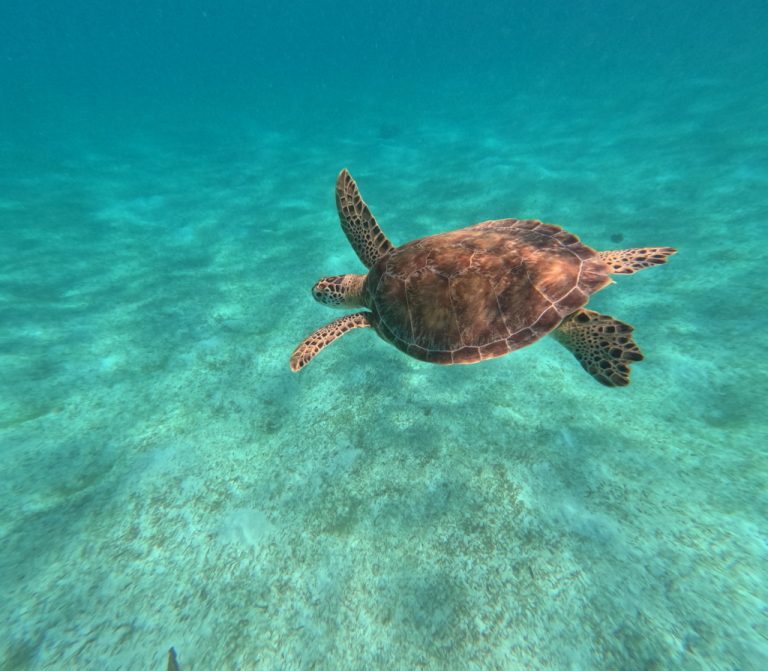 3. Exploring Carribean Ocean