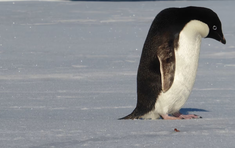 Adelia penguin