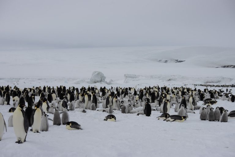 Emperor penguins