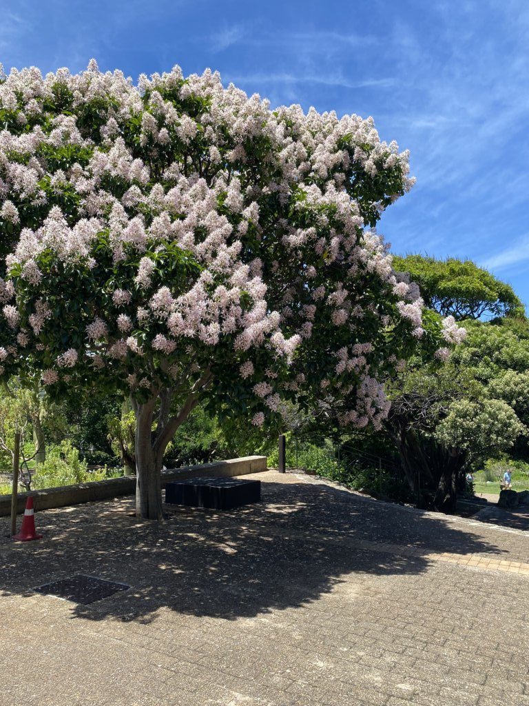 Giardino Nazionale di Kirstenbosch