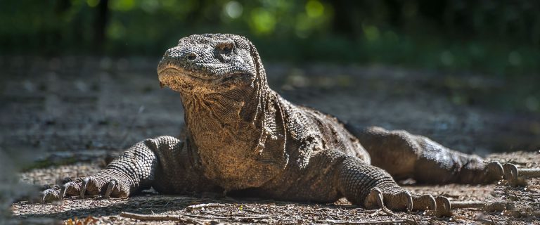 Komodo