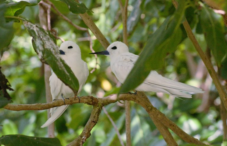 2. White Tern in Cousin Island