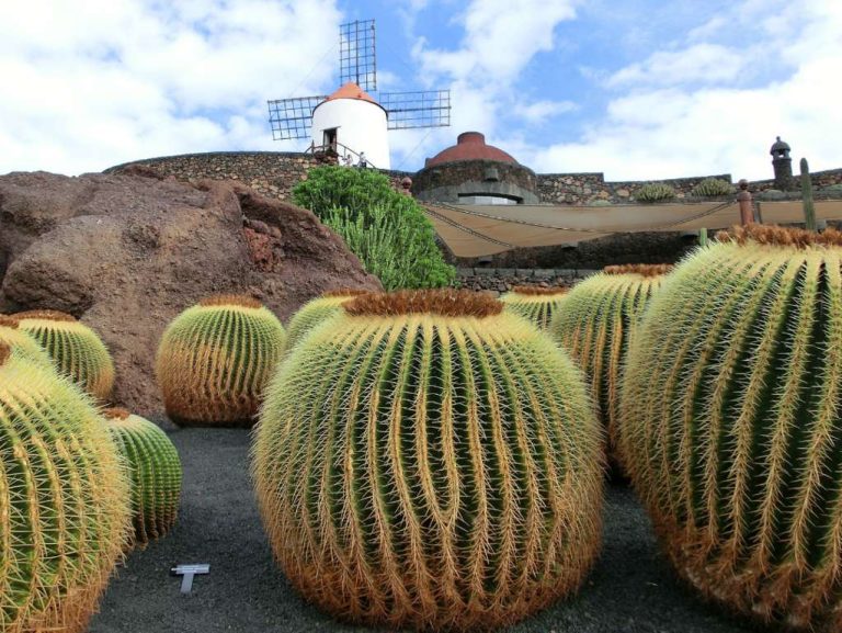 4. Volcanic Vineyard, Lanzarote