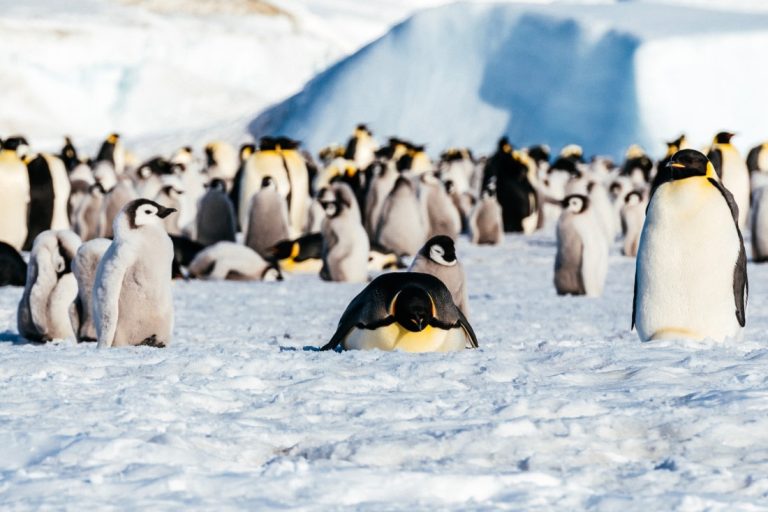 Emperor penguins