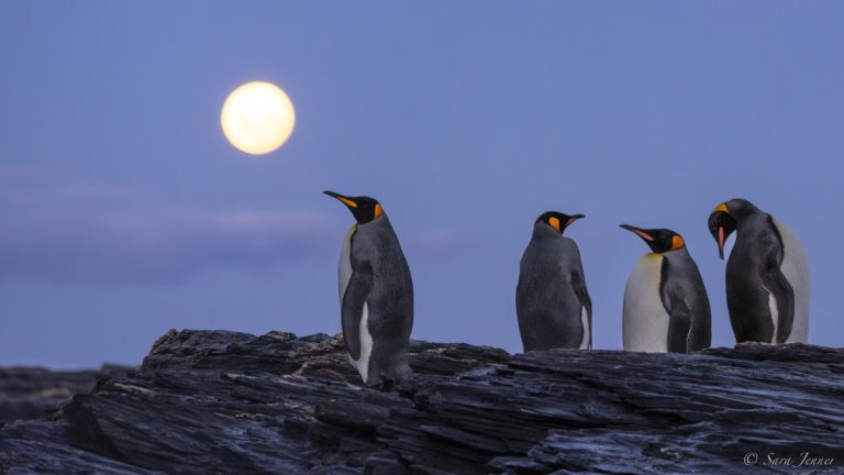 Falkland islands