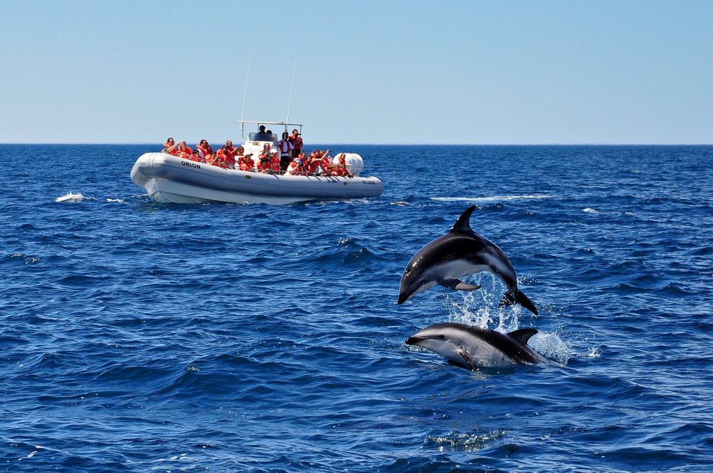 larsen-tour-ein-einzigartiges-abenteuer-mit-delfinen