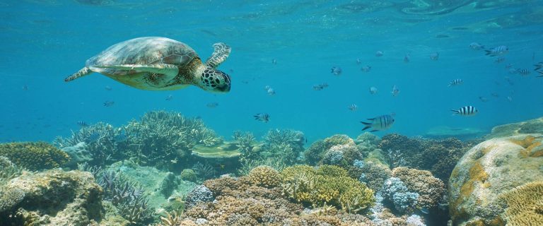 3. Snorkeling in Lifou Island, New Caledonia