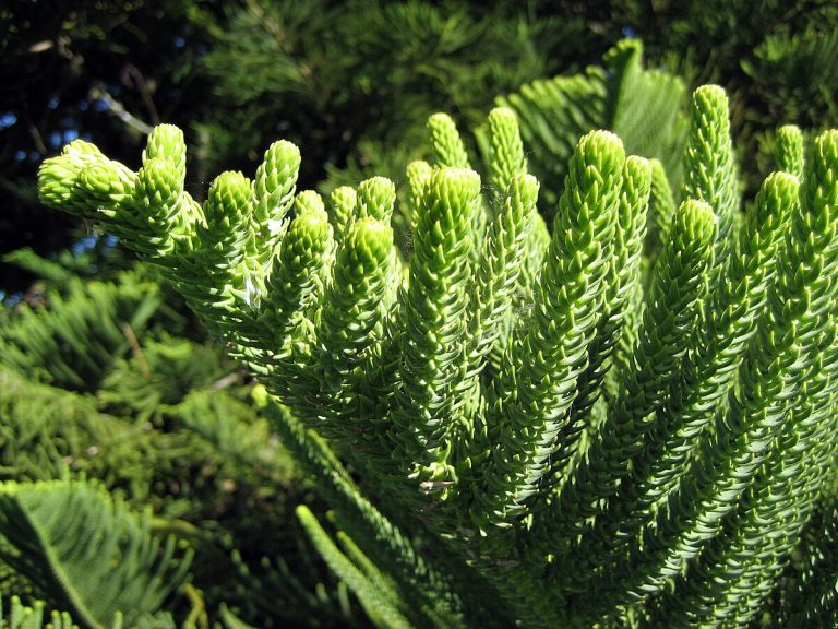 5. Araucaria Foliage in Norfolk Island, Australia