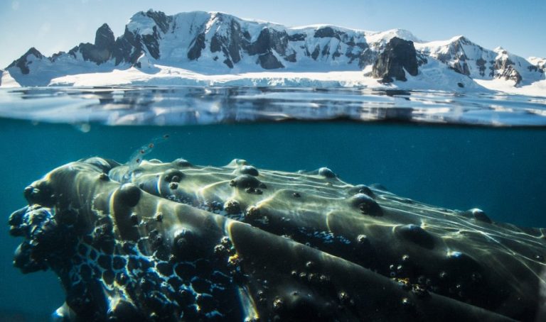 Humpback whale, Antarctica_ Dietmar Denger - Oceanwide Expeditions