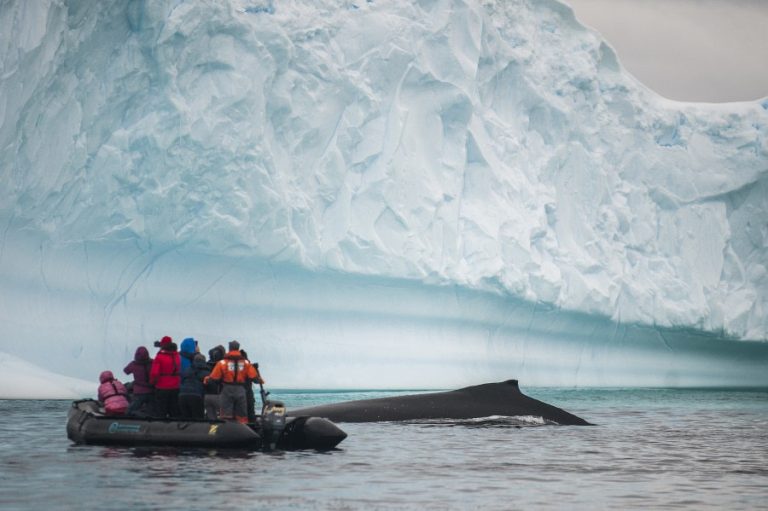 Humpback whale, Zodiac cruising, Antarctica_ Morten Skovgaard-Oceanwide Expeditions (1)