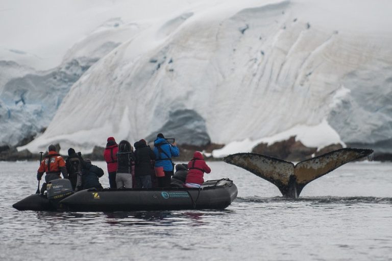 Humpback whale, Zodiac cruising, Antarctica_ Morten Skovgaard Photography-Oceanwide Expeditions (1)