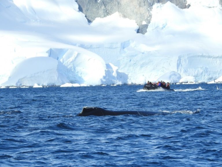 Humpback whale watching_ Linda Forey-Oceanwide Expeditions