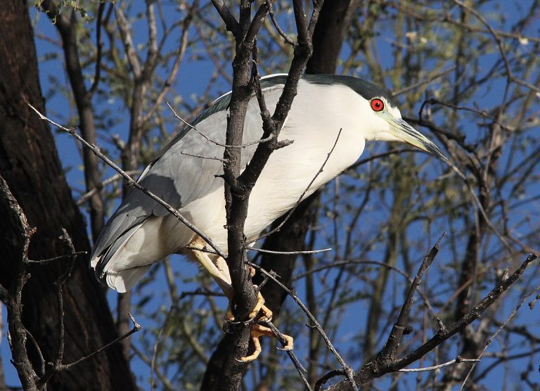 Night Heron Black Crowned near Patagonia Lake