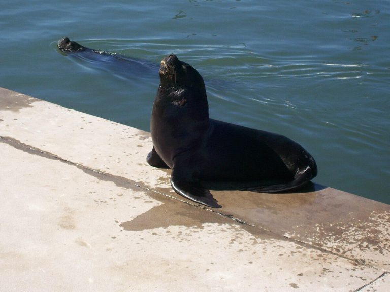 South American Sea Lions, typical species of Otariini in Patagonia