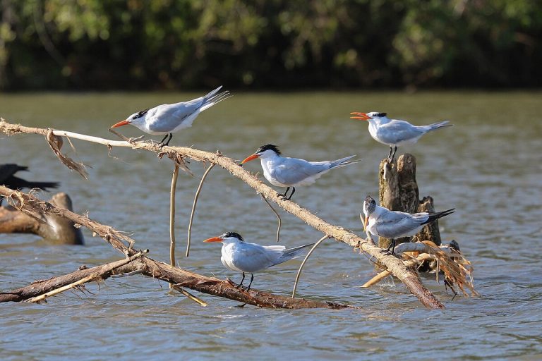 Terns, typical species of Birds in Patagonia