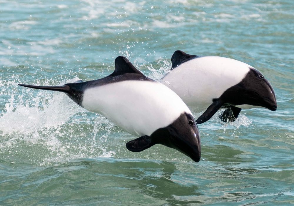 larsen-tour-adventure-among-dolphins-of-patagonia